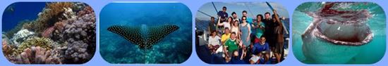 Bernds Dive Safaris Philippines Berns Dive Safaris