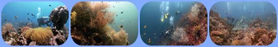 Liveaboard Philippinen Liveaboard Philippines