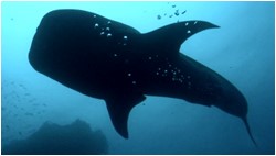 snorkeling with whale shark