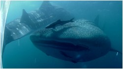 whale sharks leyte island philippines