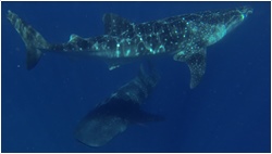 Walhaie Philippinen