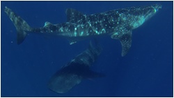 whale sharks