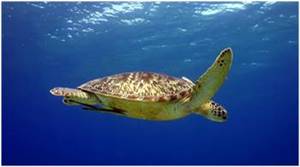 Schildkröten in Anda Bohol