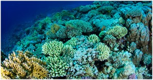 korallen Bohol
